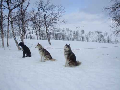 3 chiens dans la neige